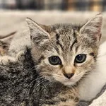 Kot do adopcji, Szczecin, 19 lipca 2025