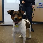 Tobi