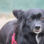 Pies do adopcji, Nowy Dwór Mazowiecki, 30 listopada 2025