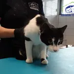 Znaleziono kota, Szczecin, 21 lipca 2025