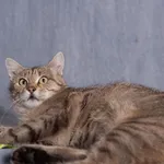 Kot do adopcji, Gdańsk, 21 lipca 2025