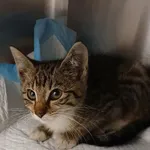 Kot do adopcji, Włocławek, 19 lipca 2025