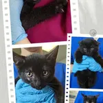 Znaleziono kota, Lublin, 21 lipca 2025