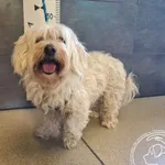 Przyjęty: 2025-07-21 Gmina: Andrychów Płeć: Pies Opis: w typie maltańczyka, białe