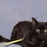 Kot do adopcji, Gdańsk, 20 czerwca 2025