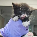 Kocurek poz. 25/444/K