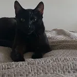 Zaginął kot, Pokój, 22 lipca 2025