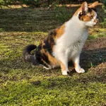 Zaginął kot, Głogowo, 22 lipca 2025