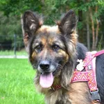 Pies do adopcji, Chełmek, 26 czerwca 2025