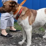 Znaleziono psa, Łódź, 4 lipca 2025