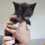 Kocurek poz. 25/440/K