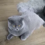 Zaginął kot, Kępno, 24 lipca 2025