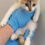 Znaleziono kota, Lublin, 24 lipca 2025