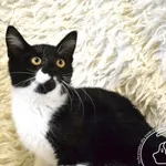 Kot do adopcji, Chełmek, 25 lipca 2025