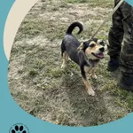 Znaleziono psa, Dąbrówka, 21 lipca 2025