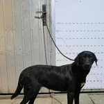 Pies do adopcji, Racławice, 20 lipca 2025