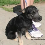 Pies do adopcji, Nowy Dwór Mazowiecki, 25 lipca 2025