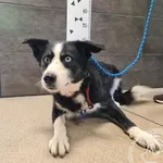 Przyjęty: 2025-07-21 Gmina: Żywiec Płeć: Pies Opis: w typie border collie, czarno-białe