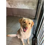 Znaleziono psa, Białystok, 23 lipca 2025