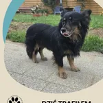 Znaleziono psa, Dąbrówka, 23 lipca 2025