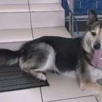 Znaleziono psa, Gdańsk, 25 lipca 2025