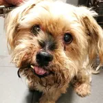 Pies odnaleziony w dniu 24.07.2025 r. przy ul. Konfederatów Barskich.