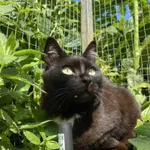 Kot do adopcji, Żywiec, 23 lipca 2025