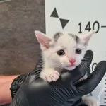 Przyjęty: 2025-07-22 Gmina: Libiąż Płeć: Kocur Opis: europejska, biało-czarne