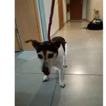 Znaleziono psa, Białystok, 24 lipca 2025