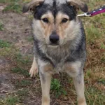 Pies do adopcji, Grudziądz, 4 lipca 2025