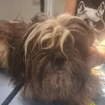 Pies do adopcji, Racławice, 18 lipca 2025