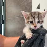 Przyjęty: 2025-07-22 Gmina: Libiąż Płeć: Kotka Opis: europejska, biało-bure