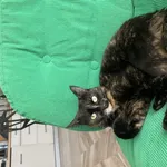 Zaginął kot, Łódź, 24 lipca 2025