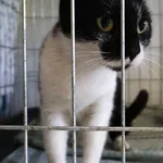 Znaleziono kota, Łódź, 24 lipca 2025