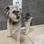 Przyjęty: 2025-07-23 Gmina: Chęciny Płeć: Pies Opis: mieszaniec, szare