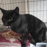 Kocurek poz. 25/458/K