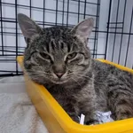 Kocurek poz. 25/454/K