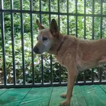 Pies do adopcji, Ropczyce, 24 lipca 2025