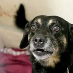 Znaleziono psa, Wałbrzych, 19 lipca 2025