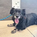 Znaleziono psa, Chełmek, 25 lipca 2025