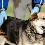 Oddam psa, Elbląg, 26 lipca 2025