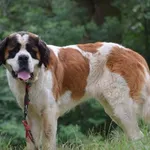 Znaleziono psa, Toruń, 5 lipca 2025