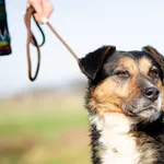 Oddam psa, Gdańsk, 26 lipca 2025