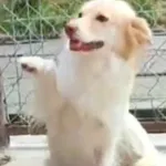 Pies do adopcji, Radom, 25 lipca 2025