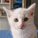 Kot do adopcji, Racławice, 26 lipca 2025