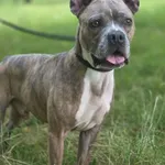 Pies do adopcji, Radom, 26 lipca 2025