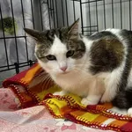 Kocurek poz. 25/459/K