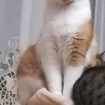 Zaginął kot, Łódź, 25 lipca 2025