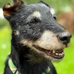 Pies do adopcji, Tychy, 2 lipca 2025