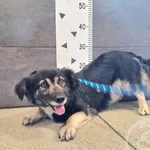 Przyjęty: 2025-07-25 Gmina: Morawica Płeć: Suka Opis: mieszaniec, tricolor